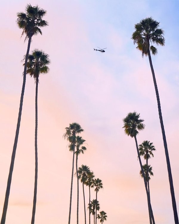 Palmtrees Los {{test}} Angeles